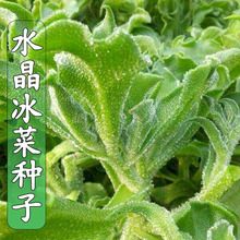 冰菜种子秋盆栽蔬菜种籽种冰草苗四季秋冬季菜种籽大全野菜种孑