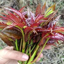 云南特产露天新鲜香椿芽香椿菜现摘现发头茬应季蔬菜野生红香椿芽