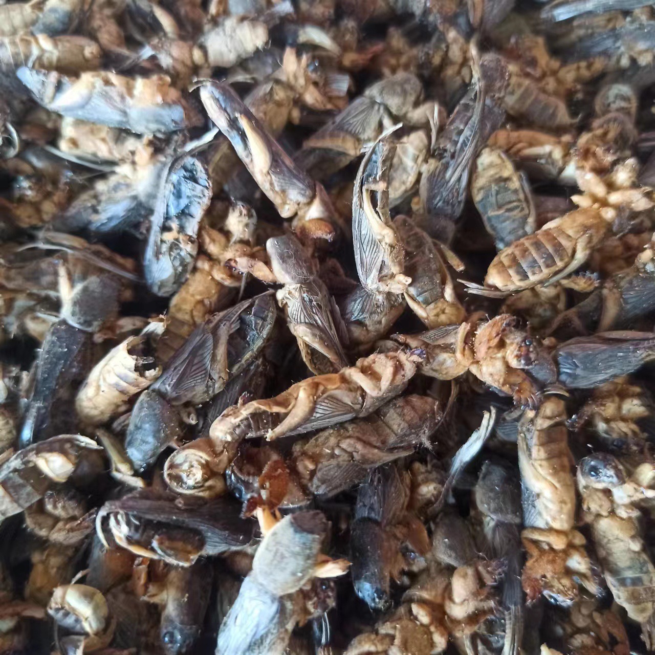 新货干蝼蛄 土狗 地狗 蝲蝲蛄250克店内另有五谷虫面包虫包邮