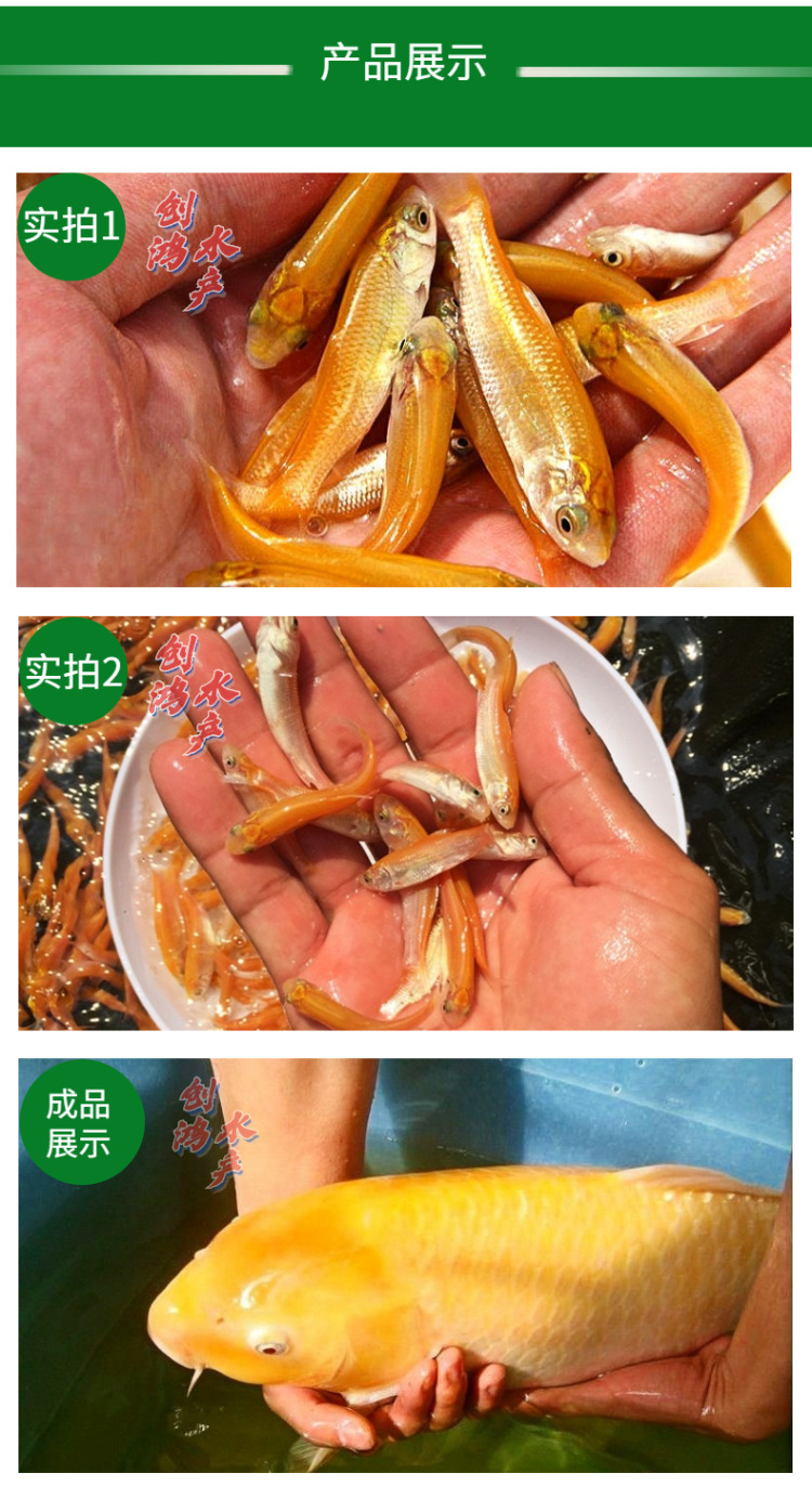 【精品推介】金草鱼苗 俄罗斯金丝草鱼苗 金草鱼水花 淡水养殖