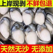 生蚝新鲜肉鲜活现剥去壳特大海蛎子即食牡蛎肉500g火锅烧烤海鲜