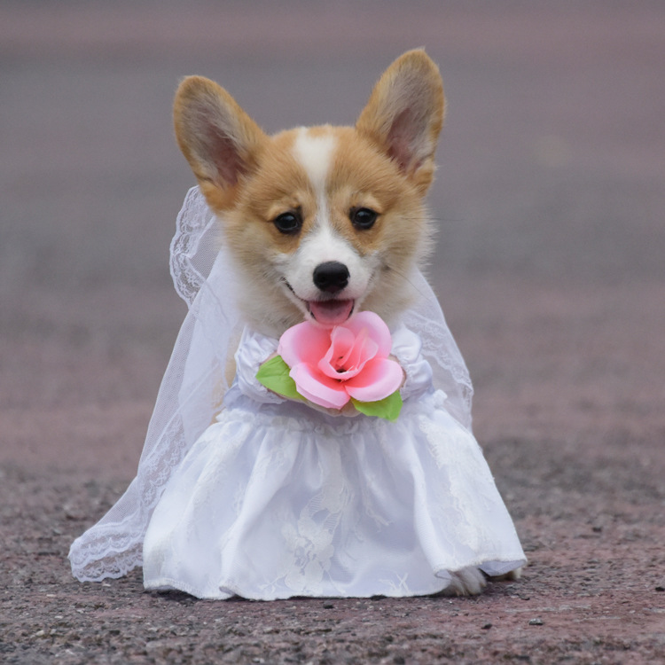 结婚用品新娘衣服-结婚用品新娘衣服厂家,品牌,图片,热帖-阿里巴巴