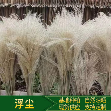 Ins芦苇拂尘干花花束客厅阳台摆件橱窗落地北欧民宿装饰干花批发