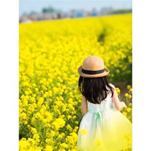 油菜花种籽子观赏油菜籽秋播道路景观北方耐寒四季种植可榨油种孑