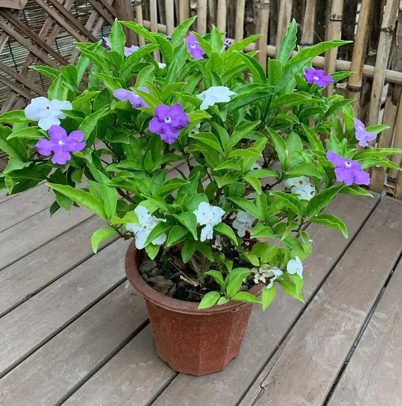 鸳鸯茉莉简介图片