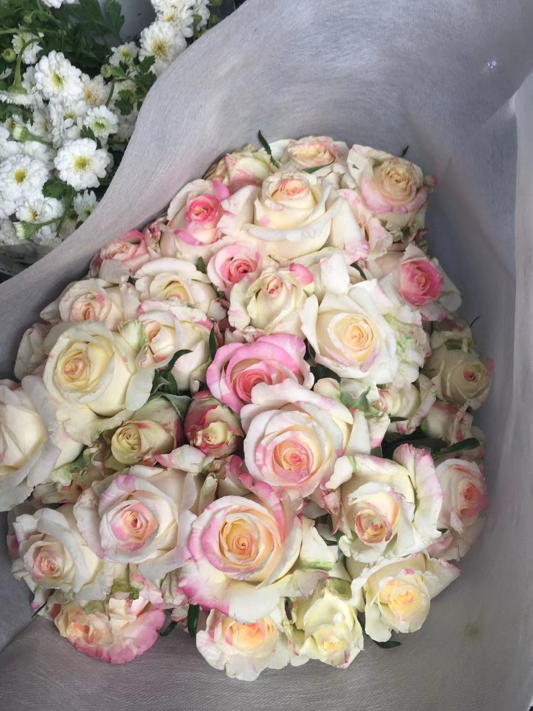 a级霓裳多头玫瑰(高香型) 小女孩