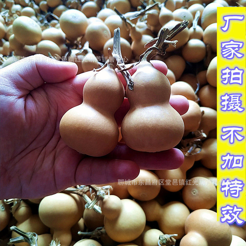 葫芦籽天然大葫芦种子宝小文玩手捻小葫芦籽葫芦零售批发手捻葫芦