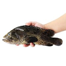 《海鲜》北海海鲜 白须公 白须公鱼 广西生猛新鲜