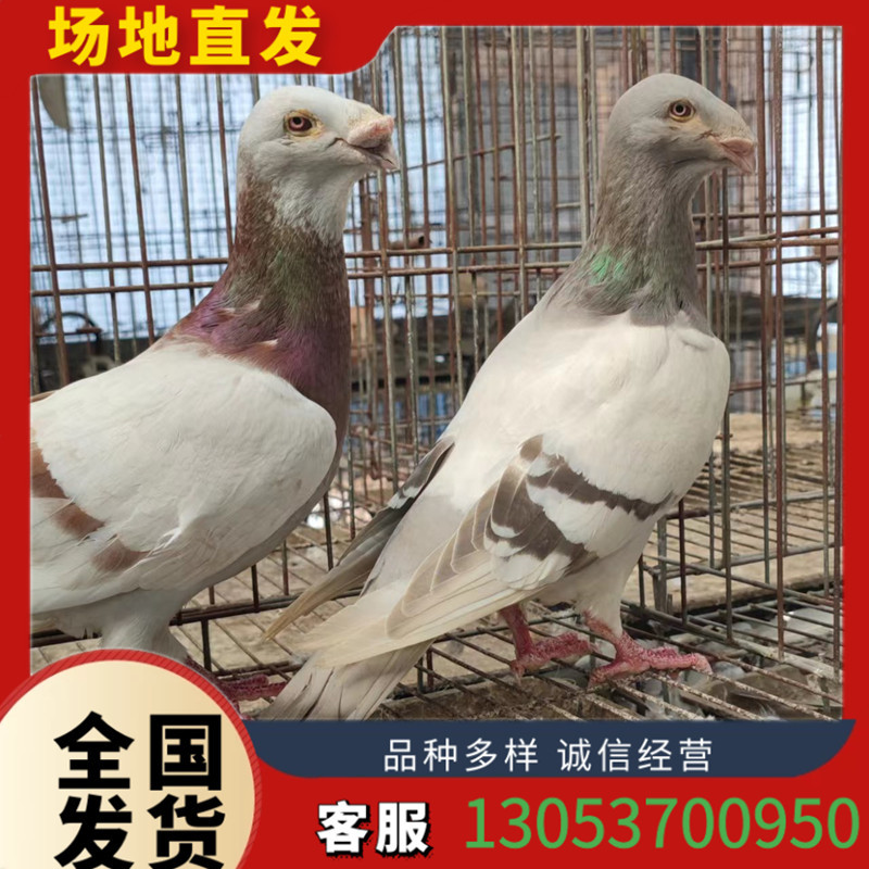 豆眼白鸽 铁翅点子 红点子鸽 两头红鸽子 新疆两头乌鸽 鸽子活体