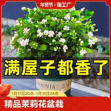 茉莉花苗盆栽花卉植物室内好养绿植九里香四季开花客厅阳台水培拓