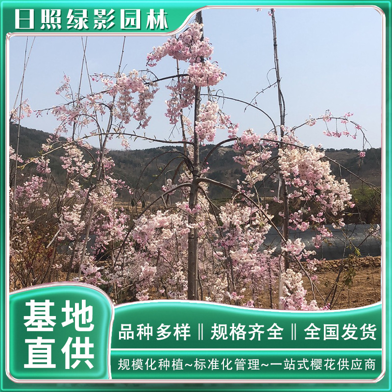 8公分八重红垂枝樱什么价格 绿影园林 八重红垂枝樱花种植基地