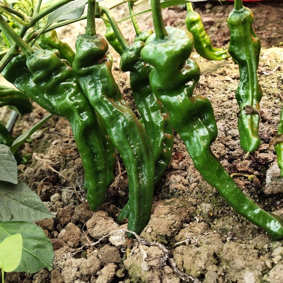 江苏徐州辣椒新鲜特辣皱皮辣椒薄皮辣椒香辣可口免费包邮