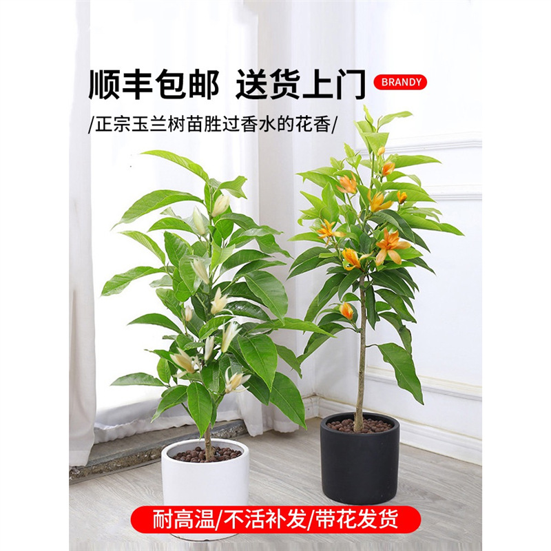 白兰花盆栽玉兰花树苗带花苞黄兰阳台庭院浓香型花卉四季开花植物