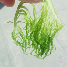 食用海藻龙须菜5斤新鲜海海藻菜海石花菜凉菜火锅菜食材斤厂工厂