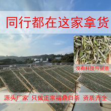 2024新茶荒野牡丹王日晒福鼎白茶高山一芽一叶牡丹王散装茶叶批发