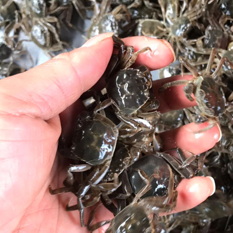 螃蟹苗淡水养殖大闸蟹苗鲜活毛蟹苗中华绒螯蟹苗河蟹苗幼体