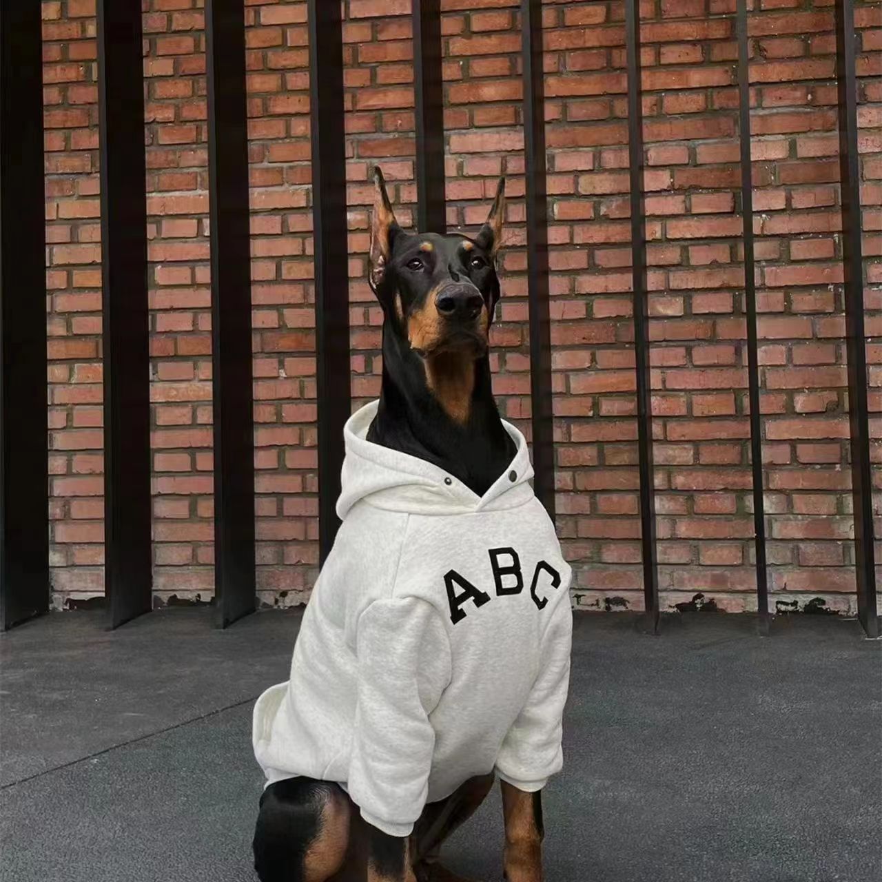 纯种双血统杜宾犬幼犬活体迷你杜宾犬幼崽家养大型高智商短毛杜宾