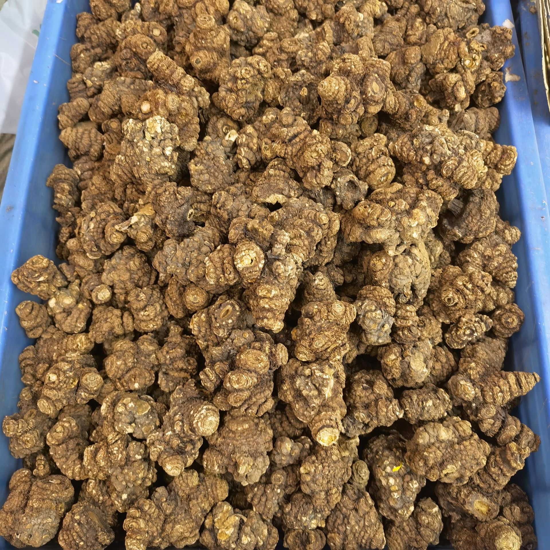 产地货源四川川芎 川芎片 川芎个子 新货500g 可磨粉 川芎