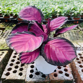 红叶芋吸水盆栽办公桌室内花卉小型绿植盆栽竹芋批发 深度验厂