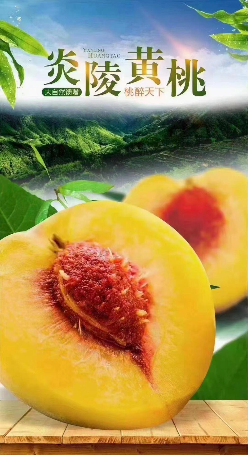 湖南炎陵黄桃现摘现发新鲜水果脆甜桃子当季水果10斤