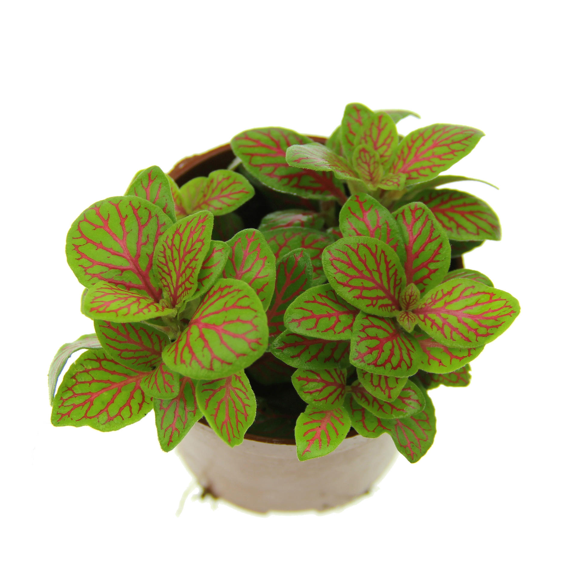 森林火焰网纹草