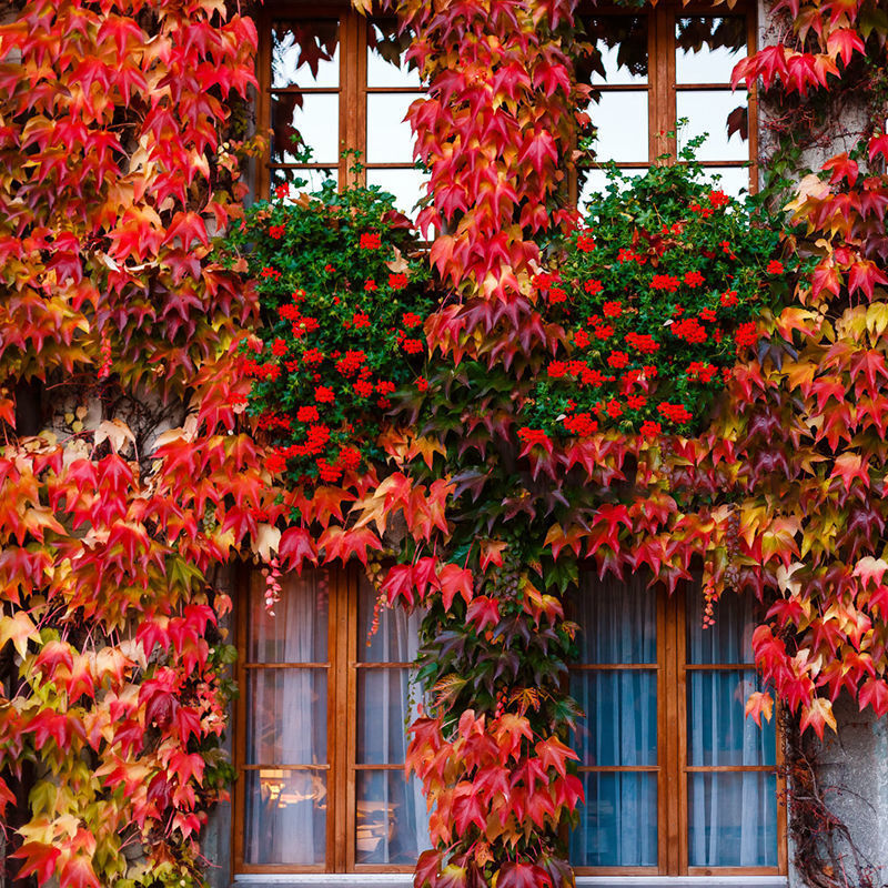 爬山虎苗红色三叶爬墙虎苗爬藤植物户外攀援室内四季盆栽五叶地锦
