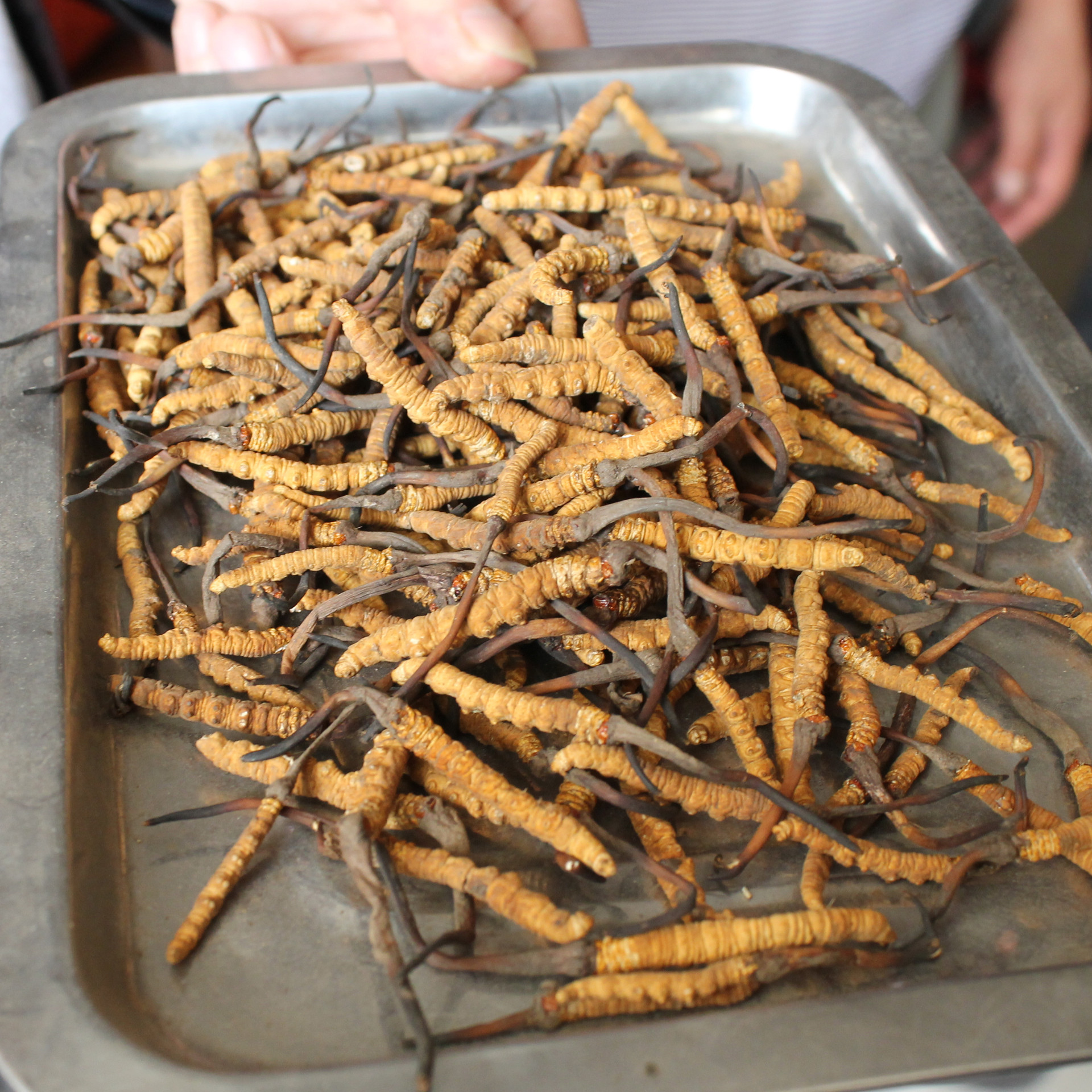 亚香棒虫草四川贵州云南产2根/克现货冬虫夏草批发供应