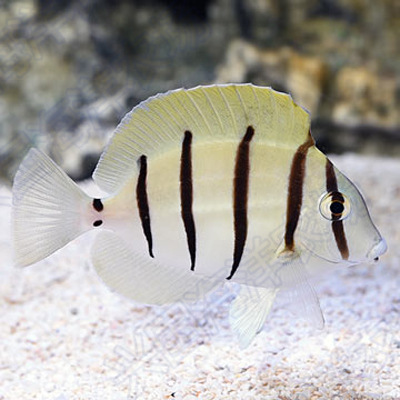 斑马吊 食藻除藻 活体海水鱼观赏鱼吊类黄金吊蓝吊开口快递包活