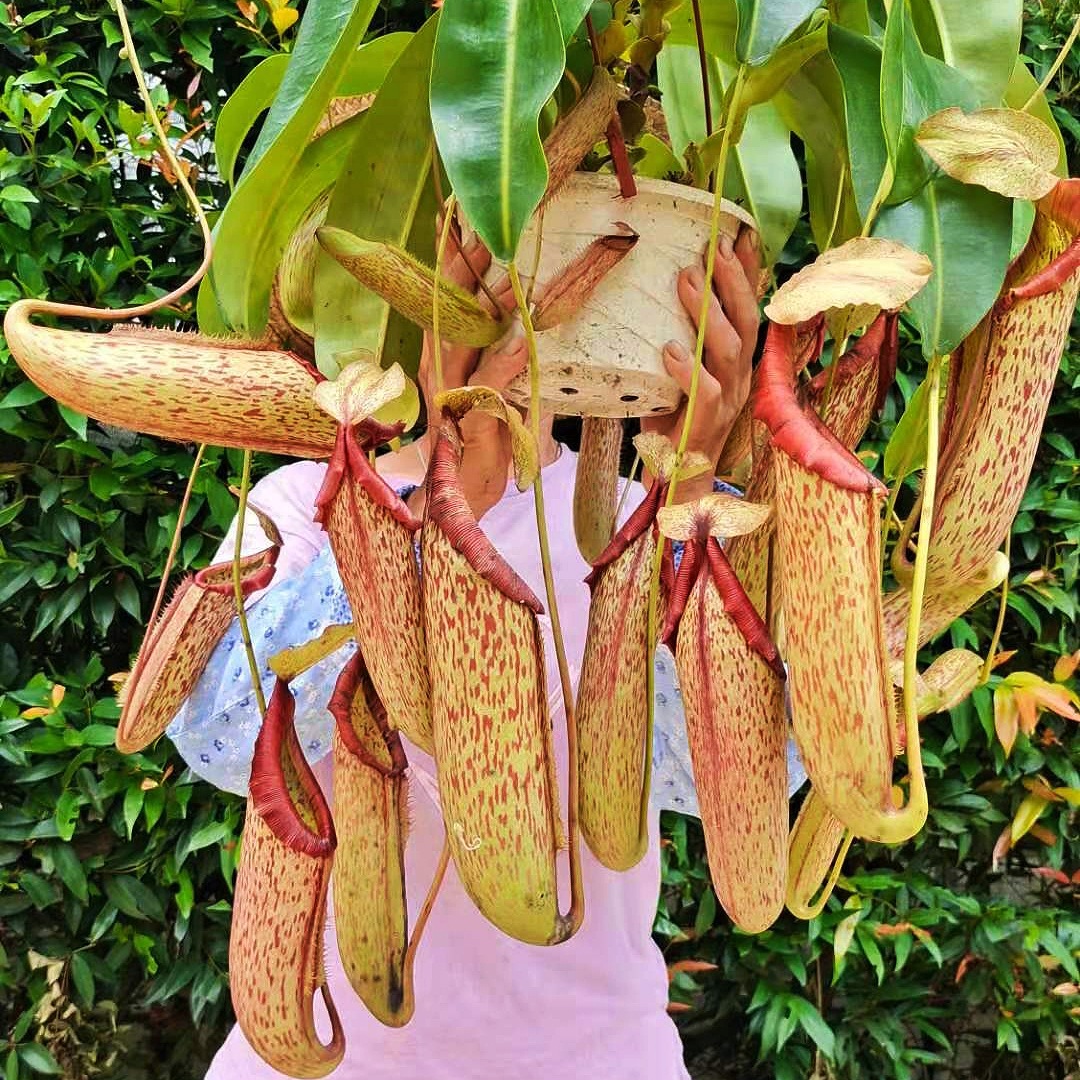 【猪笼草】-猪笼草厂家,品牌,图片,热帖-阿里巴巴