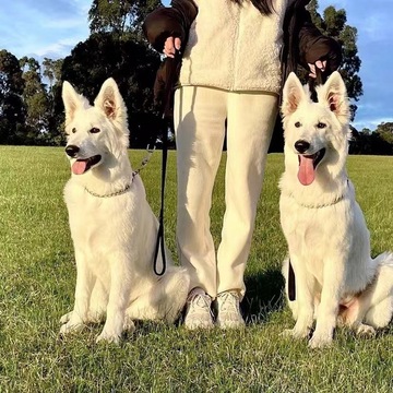 纯种瑞士牧羊犬幼犬活体白德牧幼崽血统白色牧羊犬看家护院大型犬