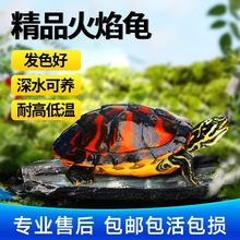 乌龟鱼龟宠物适合家养小乌龟活物深水龟冷水火焰龟的小黄耳龟混养