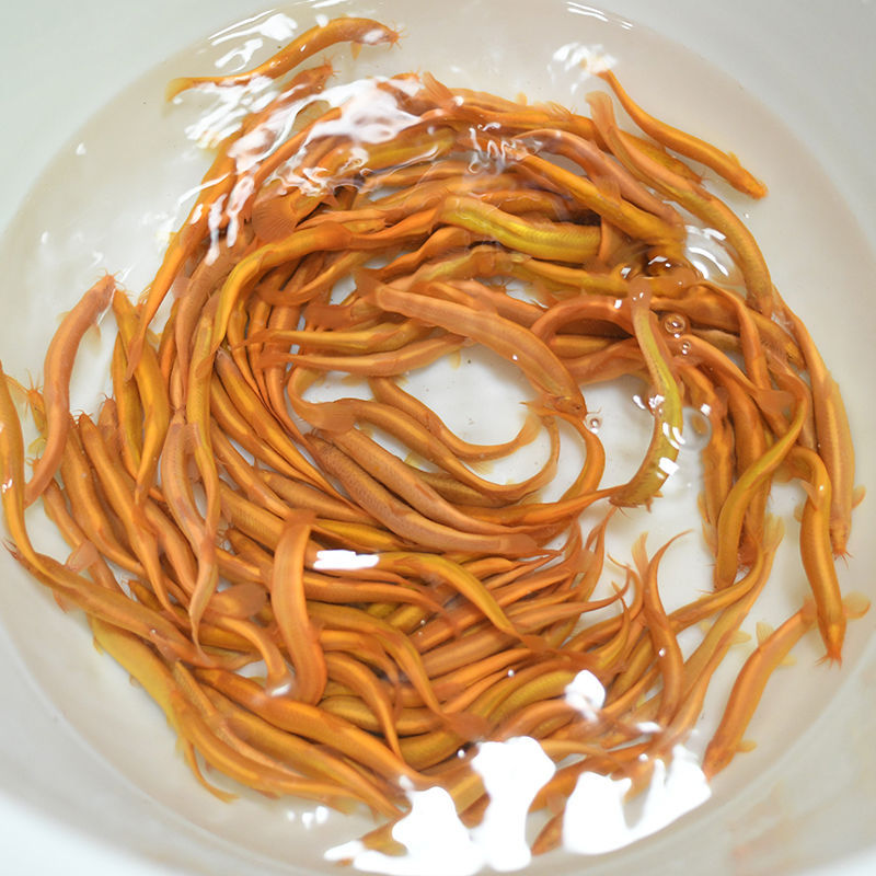 冷水淡水观赏鱼缸黄金泥鳅金龙鳅金清洁风水鱼发财鱼清道夫包活损