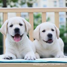 犬舍直发纯种拉布拉多犬幼犬活体拉布拉多护卫犬家庭伴侣犬工作犬