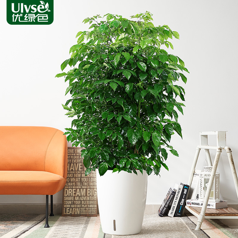 绿宝幸福树盆栽大棵客厅办公室内吸甲醛净化空气绿植大型植物盆景