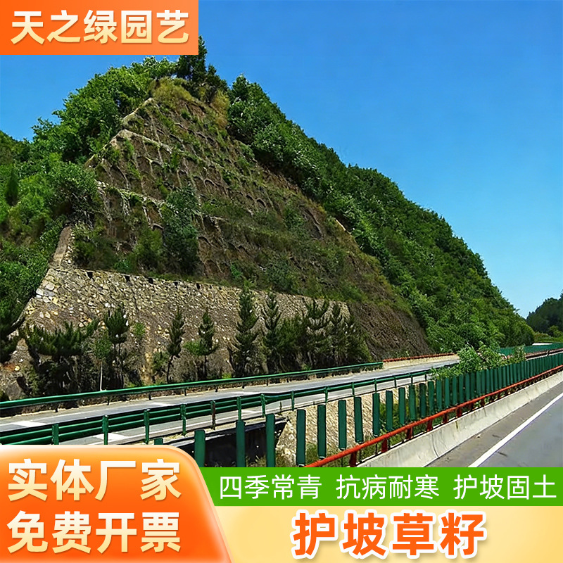 护坡灌木草籽胡枝子紫穗槐小冠花荆条猪屎豆刺槐籽银合欢种子花卉