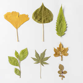 真树叶植物标本手工书签手账贴画干花绿叶套装幼儿园diy叶子压花