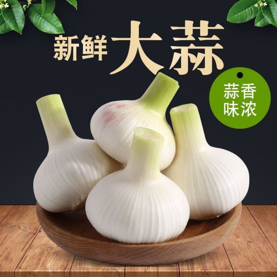 山东白皮大蒜白皮鲜蒜3斤5斤批发高品质大蒜现挖现发白皮蒜原产地