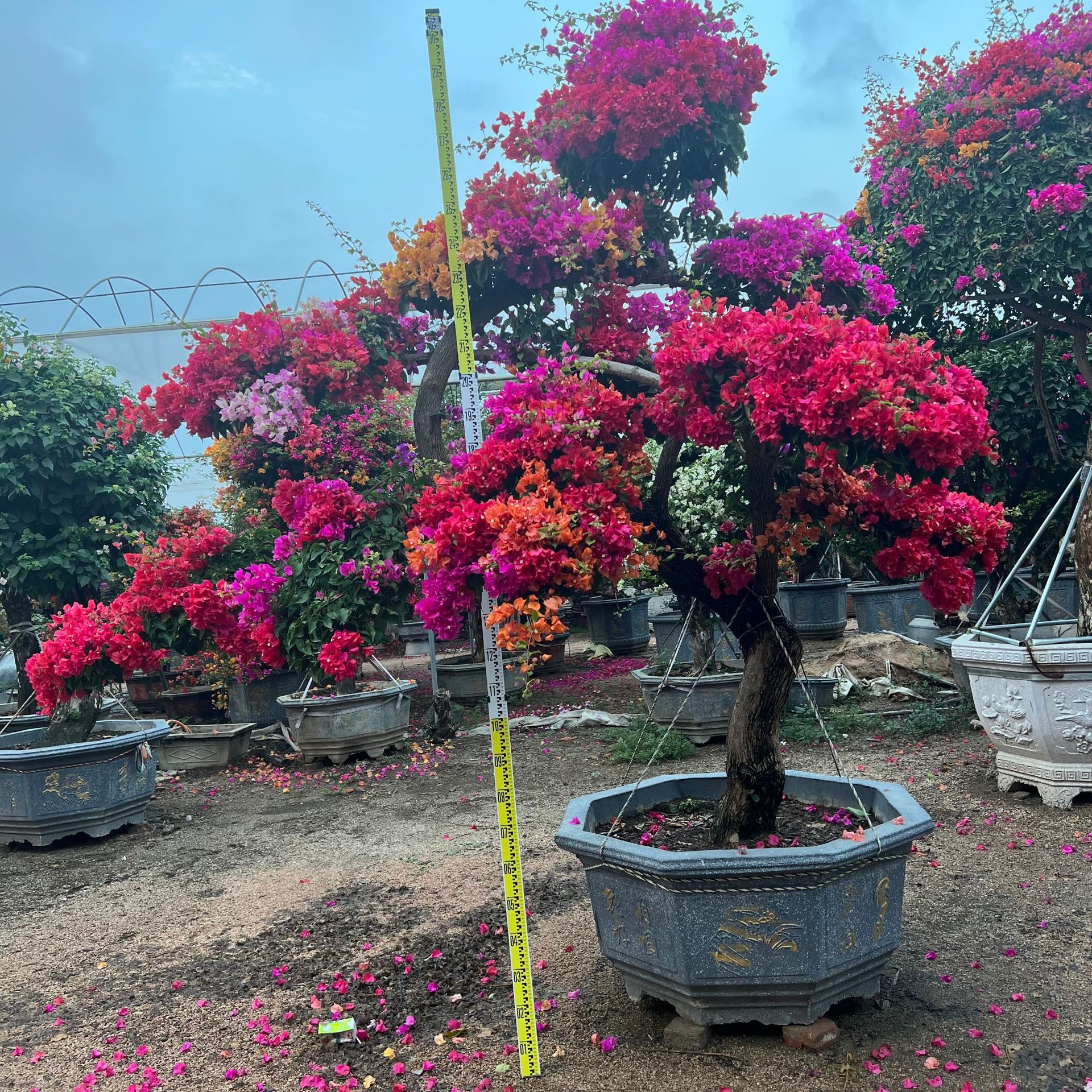 三角梅盆景 基地批发多色三角梅 三角梅球 紫花三角梅 造型三角梅