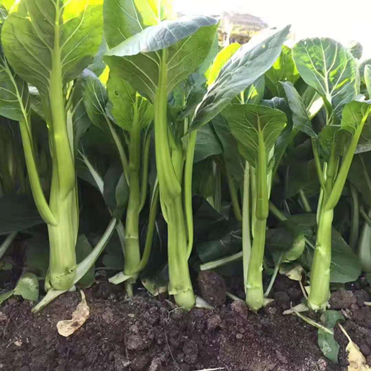 宁夏无渣大种80天油青甜菜心种子400克原装大田种植80天油绿粗苔
