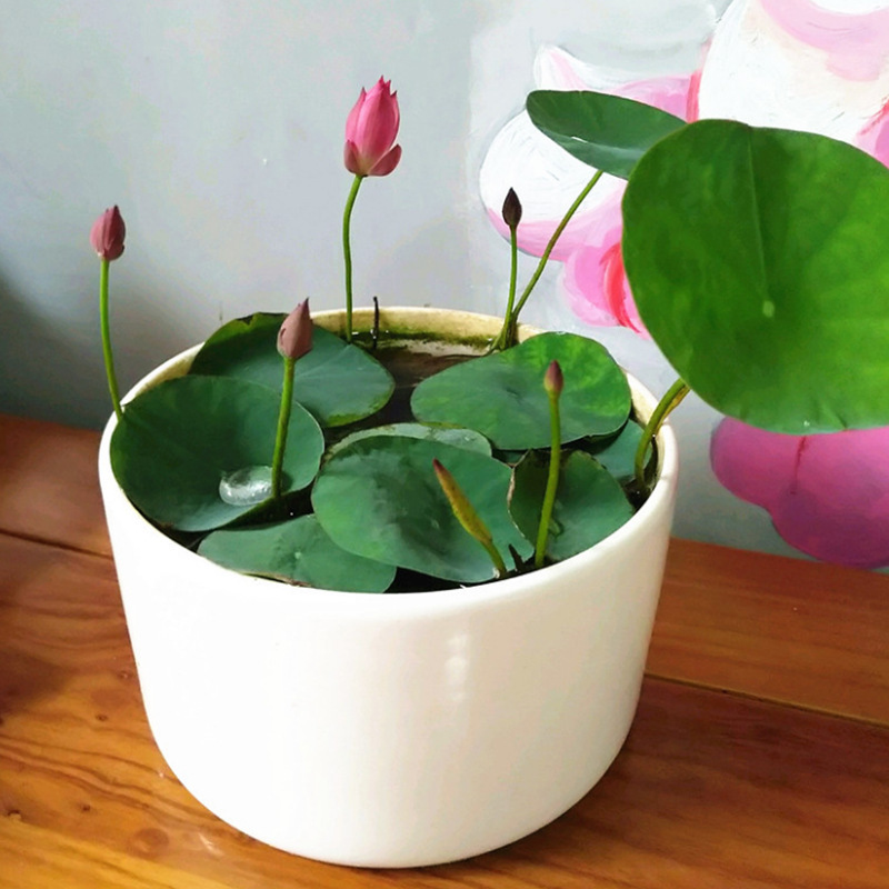 室内盆栽绿植花卉睡莲荷花种子水生碗莲种子水培植物四季种好养活