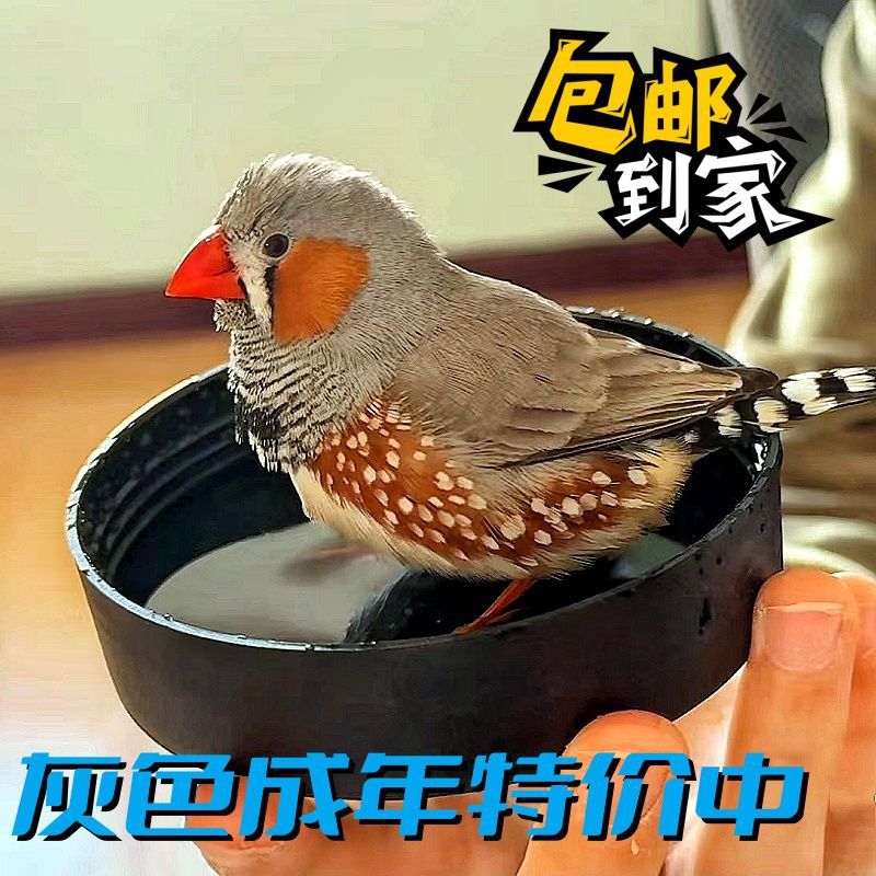 灰珍珠鸟白文鸟灰文鸟锦花鸟笼养散养鸟观赏宠物鸟十姐妹珍珠一对