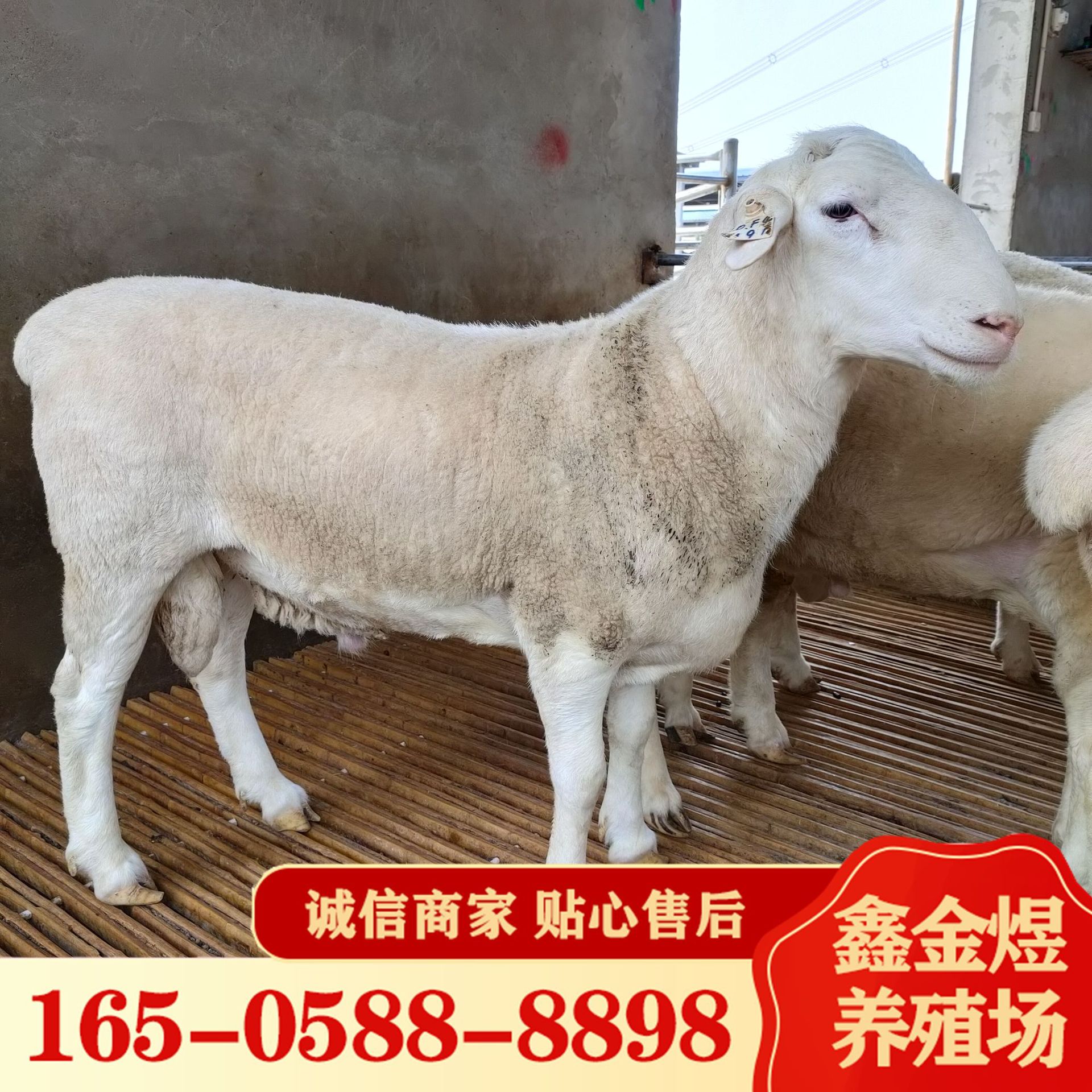 24小时电话:16505888898主营:小尾寒羊,杜波绵羊,澳洲白,湖羊,萨福克