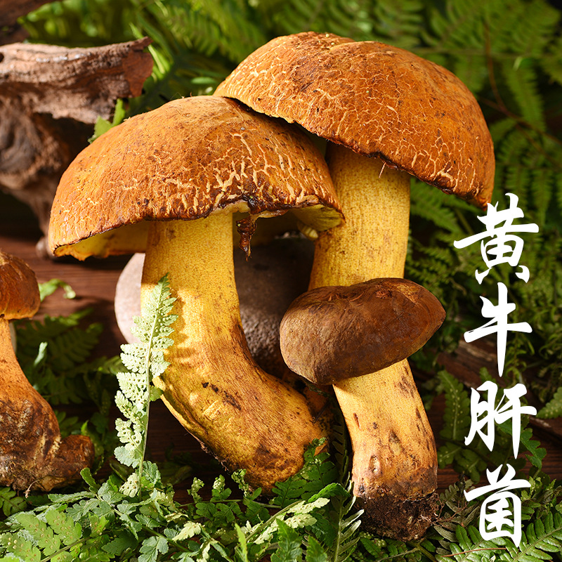 云南新鲜牛肝菌