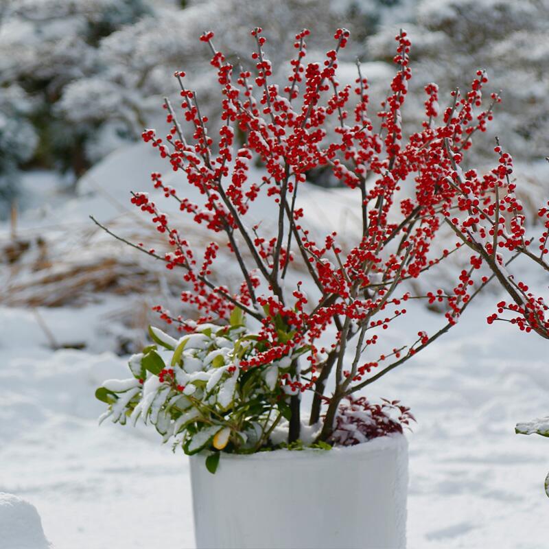 北美冬青盆栽植物地栽欧洲红果冬青盆景耐寒北美冬青树苗带果发货