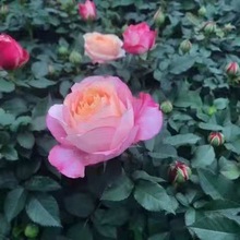 玫瑰花苗带花苞浓香花卉观花绿植物盆栽月季四季庭院阳台耐寒耐热
