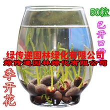 7天发芽无土水培碗莲种子花种籽子孑花卉盆栽睡莲荷花植物籽