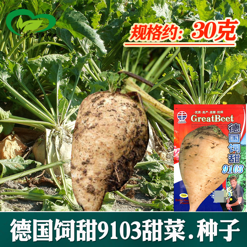 饲甜9103饲料甜菜种子批发牧草饲料糖厂加工榨糖甜菜头