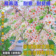 文冠花树苗浓香型状元花室内外阳台庭院文冠果花盆栽长寿果苗耐寒