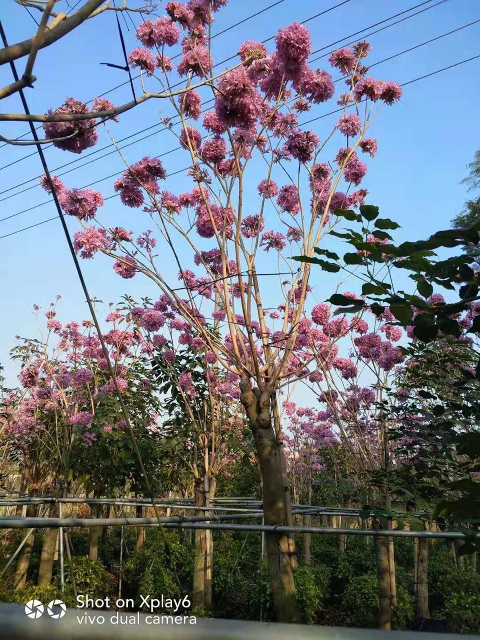 紫花风铃木 绣球多花风铃木 庭院景观苗木 广东风铃木基地直供