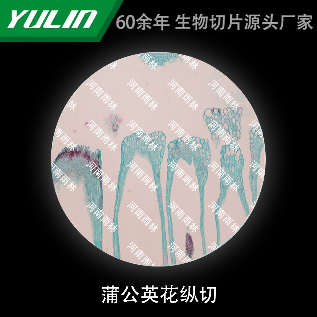 蒲公英花纵切显微镜实验玻片雨林生产切片标本高等院校教学科普